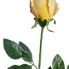 Rosa Mauve-Salmon 75cm