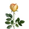 Rosa Mauve-Salmon 75cm