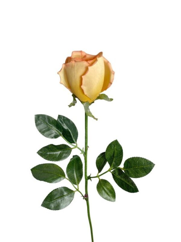 Rosa Mauve-Salmon 75cm
