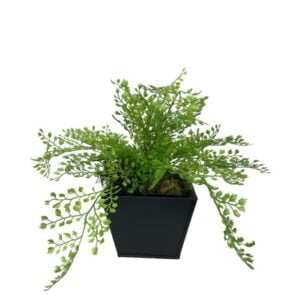 Arreglo De Helecho Adiantum 35cm