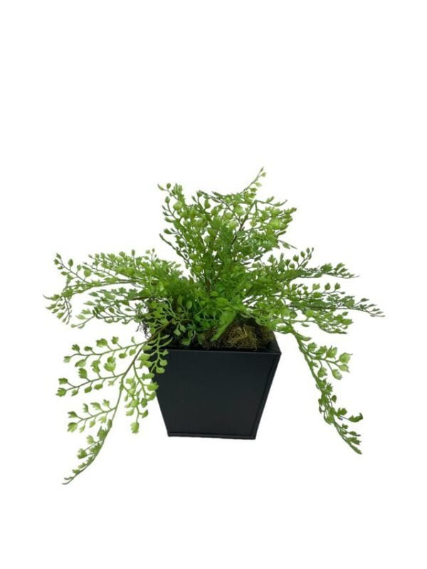 Arreglo De Helecho Adiantum 35cm