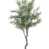 Árbol de Olivo 240cm