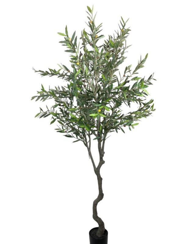 Árbol de Olivo 240cm