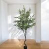 Árbol de Olivo 240cm