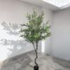 Árbol de Olivo 240cm
