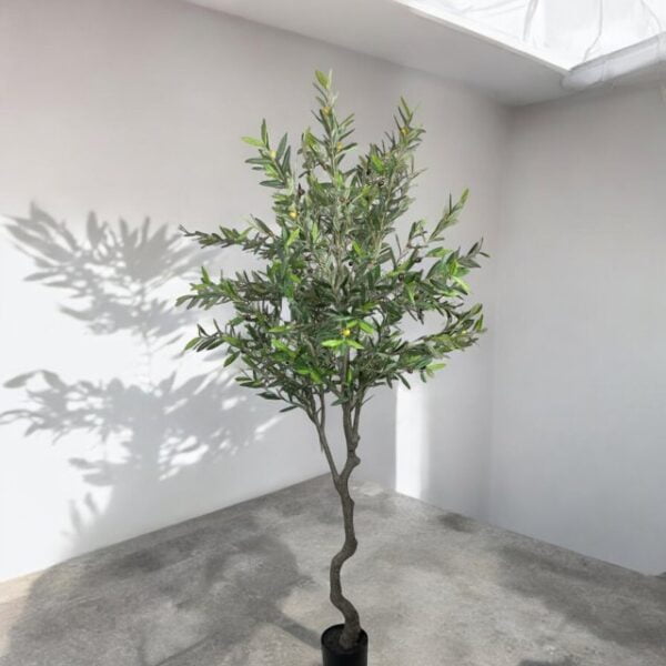 Árbol de Olivo 240cm