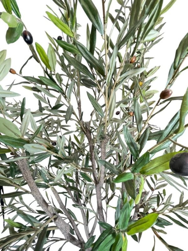 Árbol de Olivo 240cm