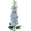 Delphinium Celeste 94cm