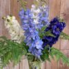 Delphinium Celeste 94cm