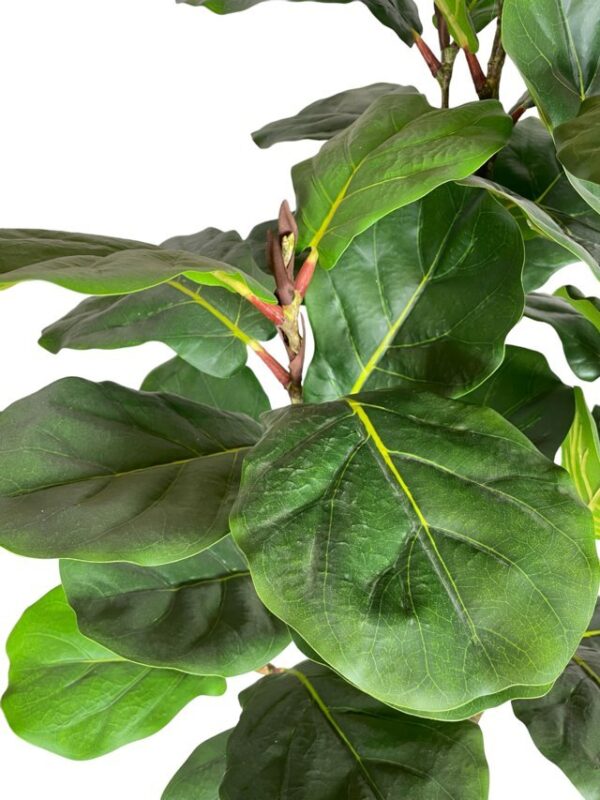 Ficus-lirata-3-troncos-2.jpg