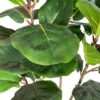 Ficus-lirata-3-troncos-2.jpg