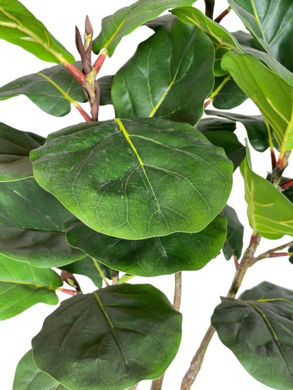Ficus-lirata-3-troncos-2.jpg