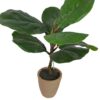 Ficus lirata 50cm con macetero de ceramica