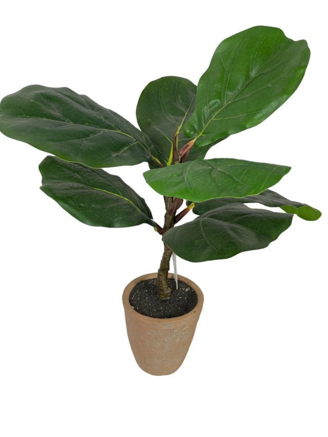 Ficus lirata 50cm con macetero de ceramica