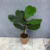 Ficus lirata 50cm con macetero de ceramica