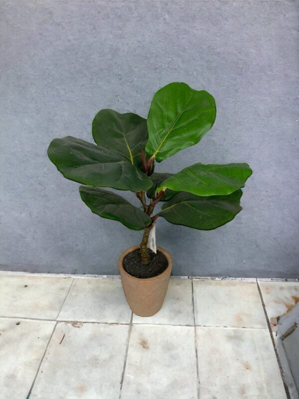 Ficus lirata 50cm con macetero de ceramica