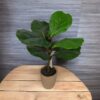 Ficus lirata 50cm con macetero de ceramica