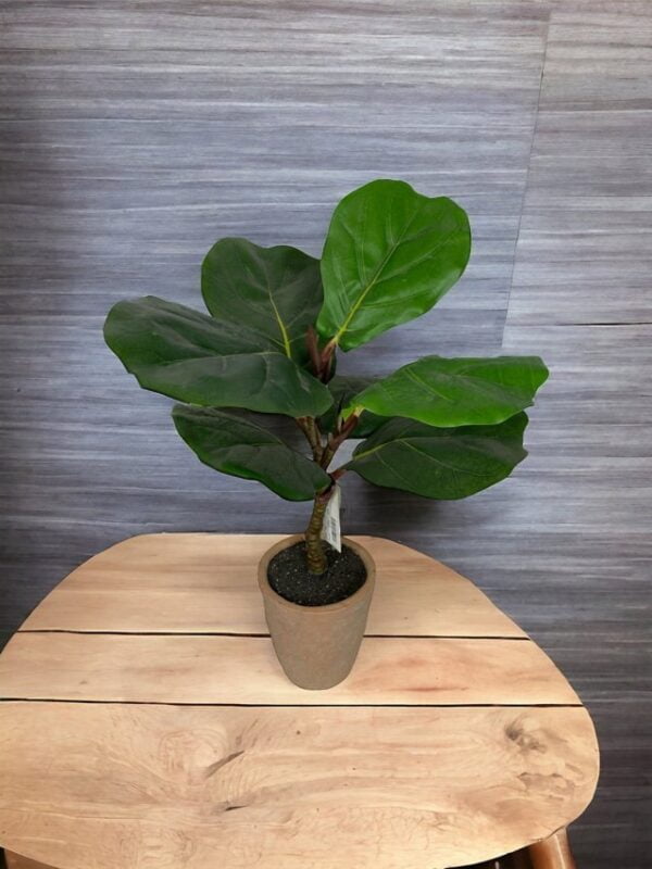 Ficus lirata 50cm con macetero de ceramica