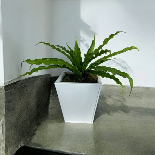 Heleho nido de pajaro 22cm