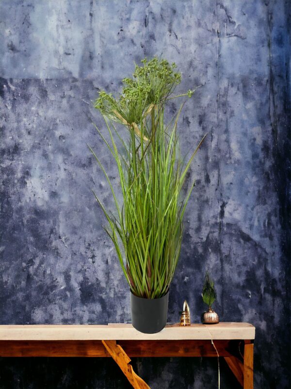 Pasto angelica 81cm