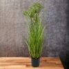 Pasto angelica 81cm