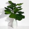 Rama ficus lyrata 56cm UV