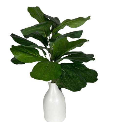 Rama ficus lyrata 56cm UV