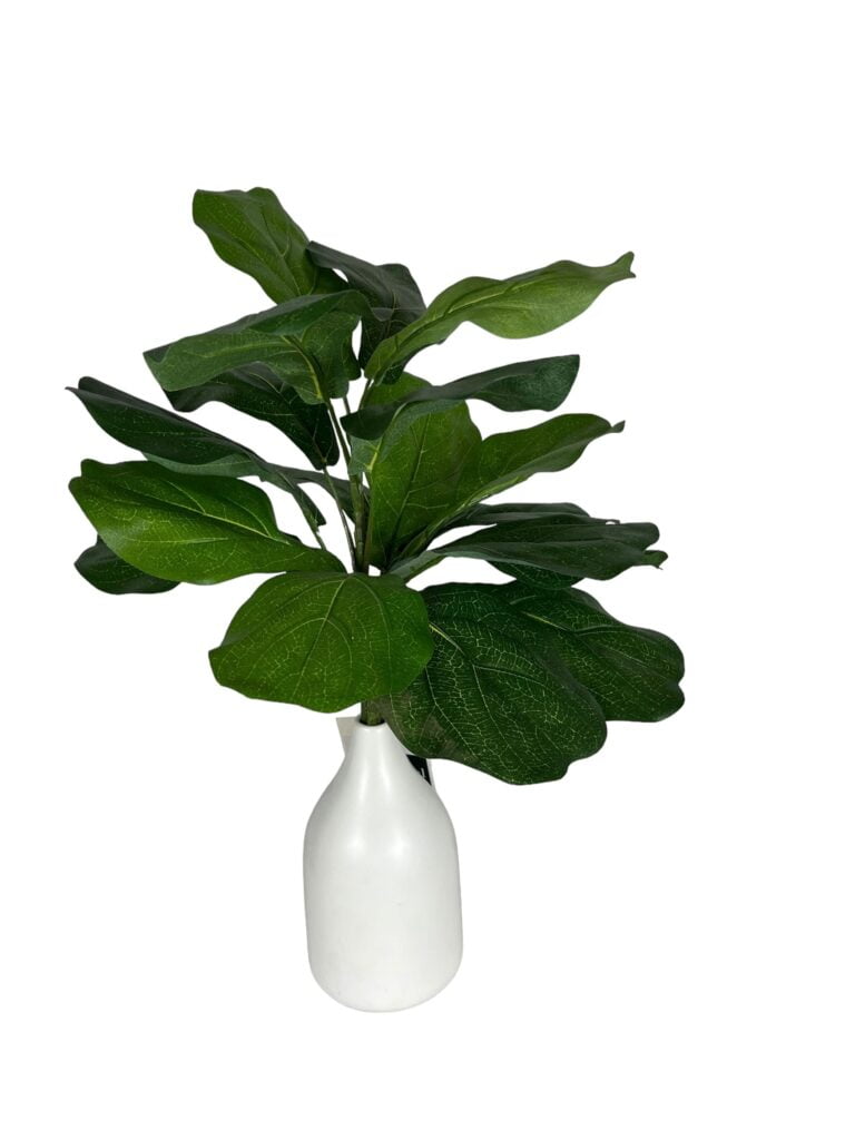 Rama ficus lyrata 56cm UV