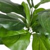 Rama ficus lyrata 56cm UV