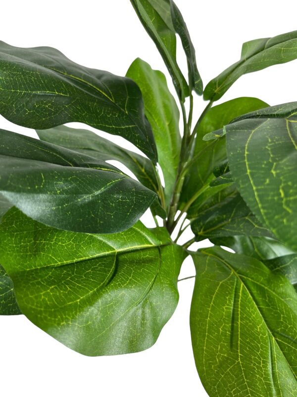 Rama ficus lyrata 56cm UV