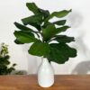 Rama ficus lyrata 56cm UV