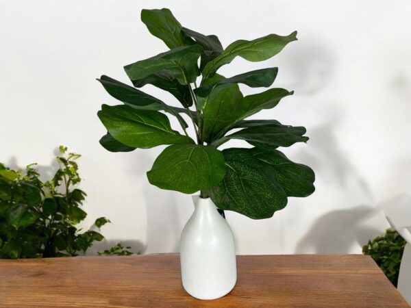 Rama ficus lyrata 56cm UV