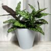Ramo Calatea UV 56cm