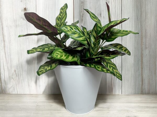 Ramo Calatea UV 56cm