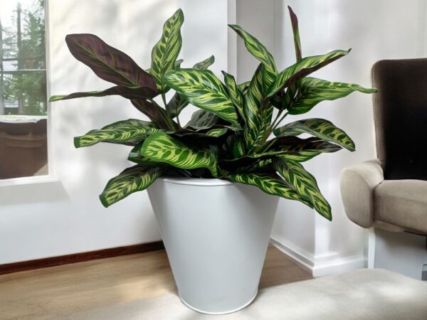 Ramo Calatea UV 56cm