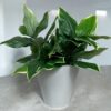 Ramo hosta 56 UV