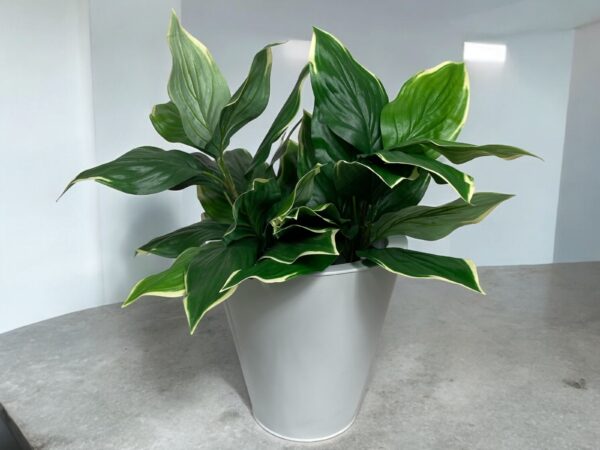 Ramo hosta 56 UV