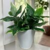 Ramo hosta 56 UV