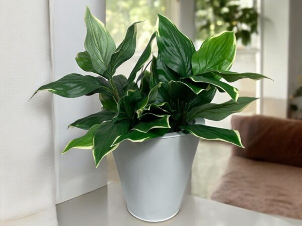 Ramo hosta 56 UV