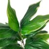 Ramo hosta 56 UV