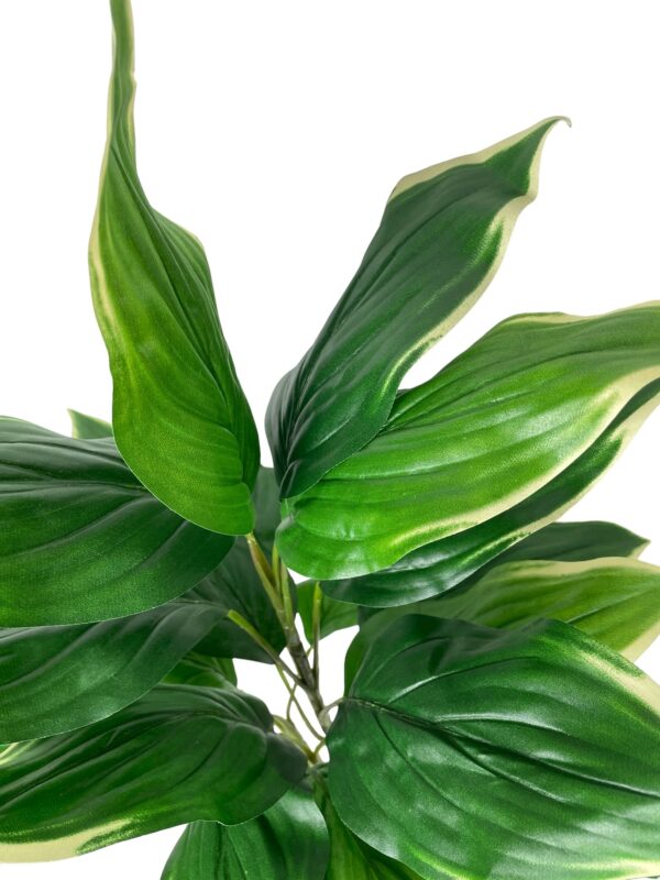 Ramo hosta 56 UV