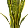 Sanseviera Amarilla de 112cm