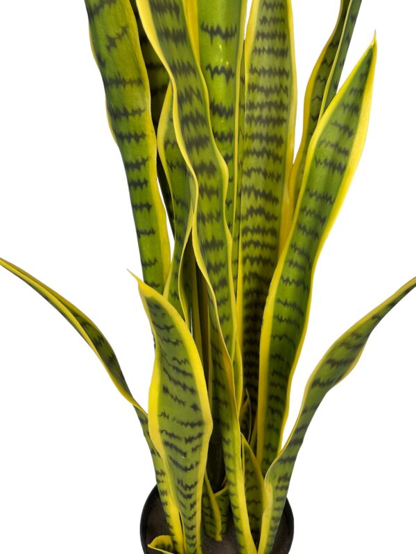 Sanseviera Amarilla de 112cm