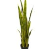 Sanseviera Amarilla de 112cm