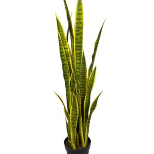 Sanseviera Amarilla de 112cm