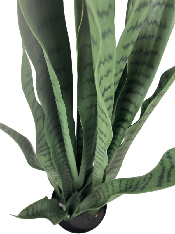 Sanseviera verde