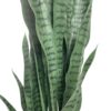 Sanseviera verde