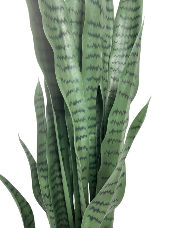 Sanseviera verde
