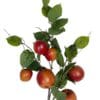 RAMA DE MANZANA