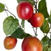 RAMA DE MANZANA
